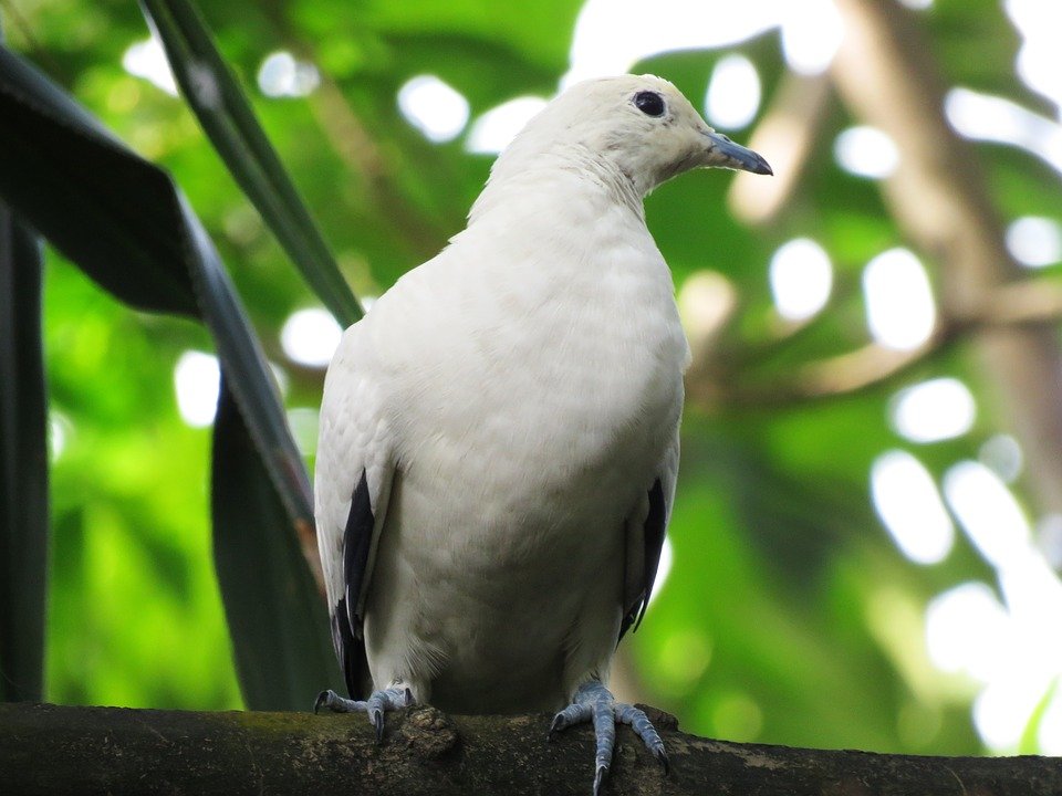 I Dove Hunting